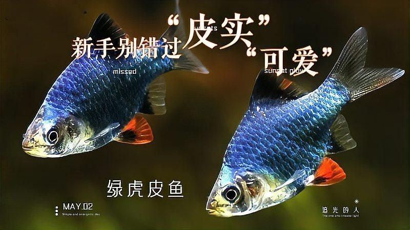 綠虎皮魚好養(yǎng)嗎