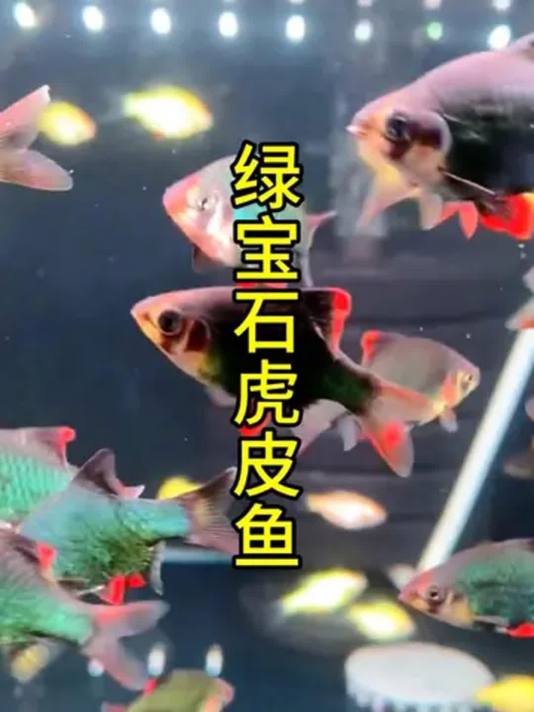 綠虎皮魚好養(yǎng)嗎