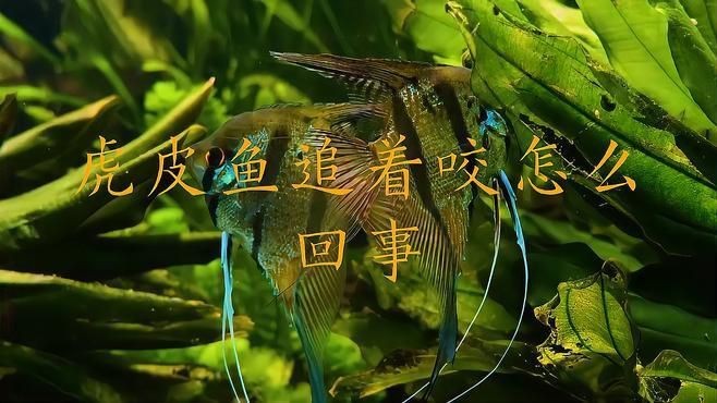 綠虎皮魚好養(yǎng)嗎