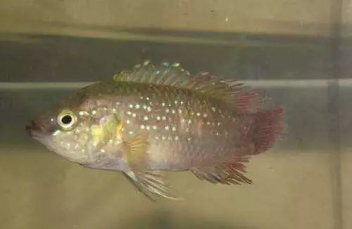 龍魚爛尾期間應該喂什么食物？|廣州龍魚爛尾期間推薦以下食物以輔助治療和增強免疫力