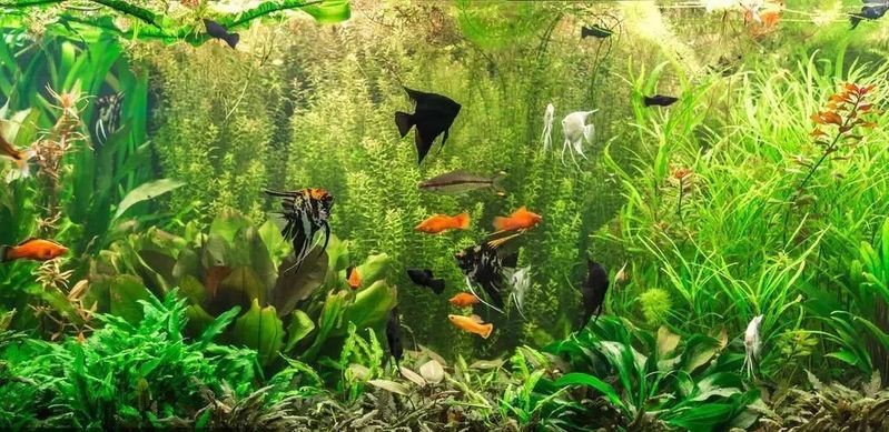 十大最好的小型熱帶魚|小型熱帶魚——小型熱帶魚飼養(yǎng)的十種品種