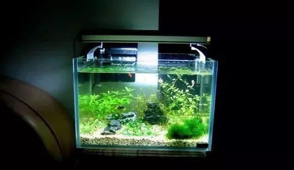 十大最好的小型熱帶魚|小型熱帶魚——小型熱帶魚飼養(yǎng)的十種品種