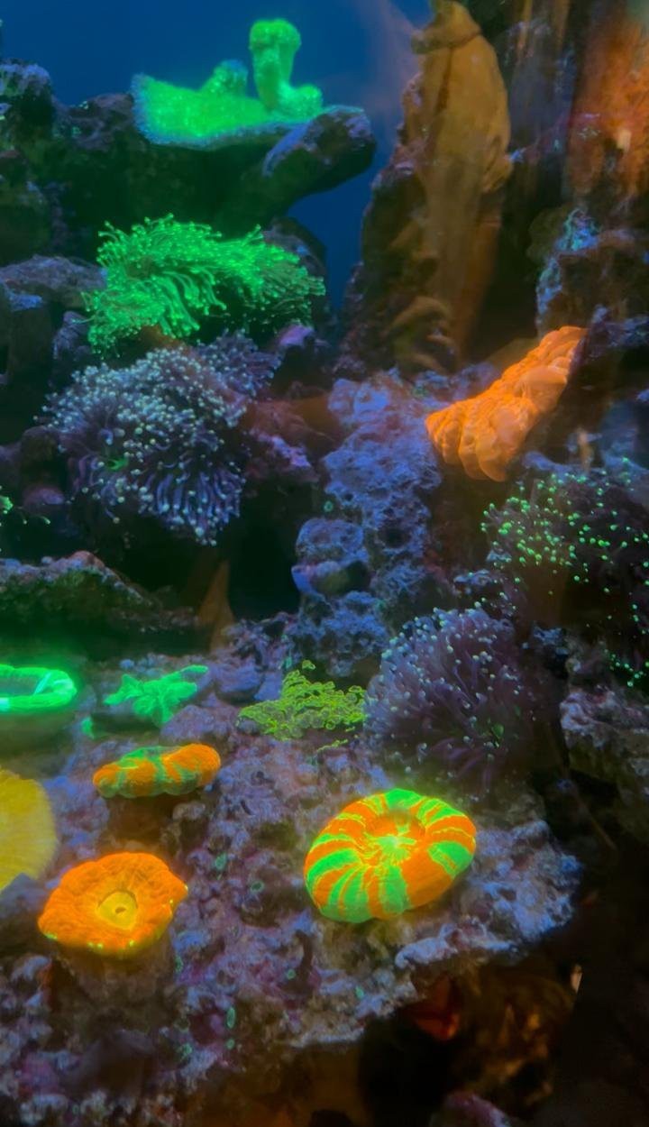 長海水族店|長興雉城魚樂無限水族店有哪些特色產品注銷原因是什么