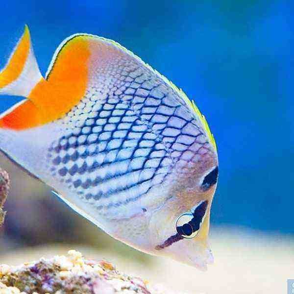 紅尾海魚有哪些|紅尾海魚的經濟價值如何