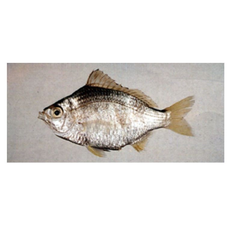 紅尾海魚有哪些|紅尾海魚的經濟價值如何
