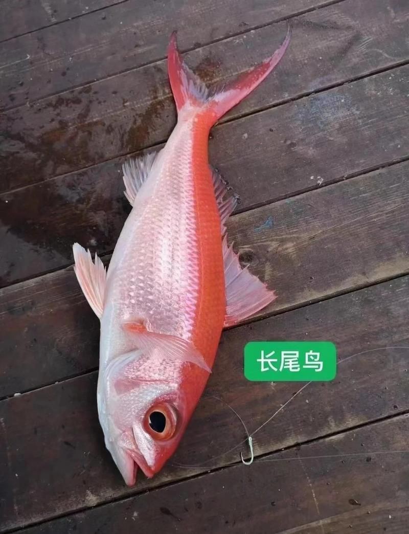紅尾海魚有哪些|紅尾海魚的經濟價值如何