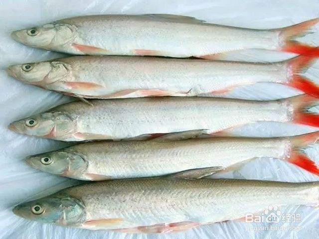 紅尾海魚有哪些|紅尾海魚的經濟價值如何