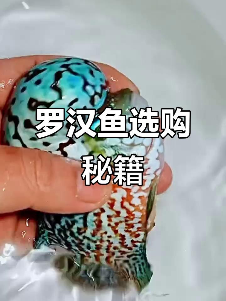 如何分辨好的古典羅漢魚|古典羅漢魚哪個品種最漂亮