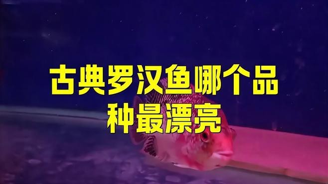 如何分辨好的古典羅漢魚|古典羅漢魚哪個品種最漂亮