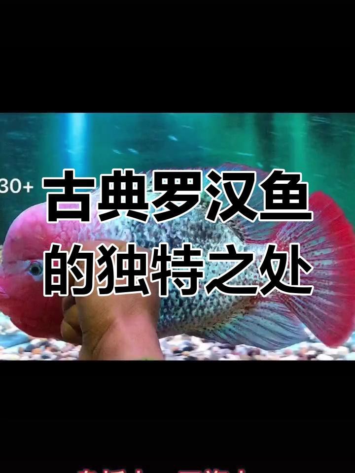 如何分辨好的古典羅漢魚|古典羅漢魚哪個品種最漂亮