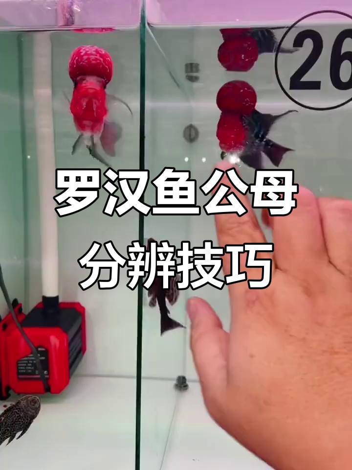 如何分辨好的古典羅漢魚|古典羅漢魚哪個品種最漂亮