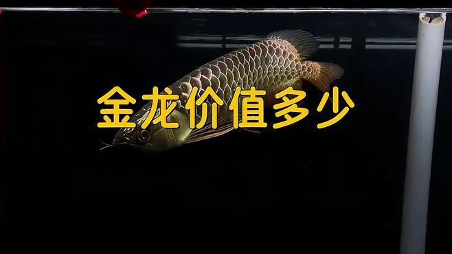 金頭過背金龍的市場價值如何|金頭過背金龍價格揭秘