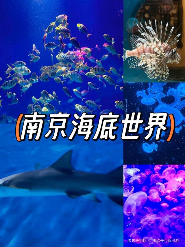 鐘山水族店|南京海底世界真實體驗攜程旅行南京海底世界真實體驗攜程旅行