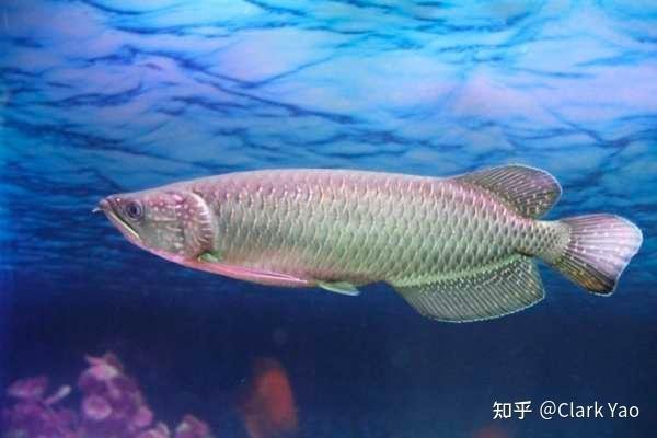 金龍和紅龍哪個更適合新手養殖？|新手入坑選金龍還是紅龍