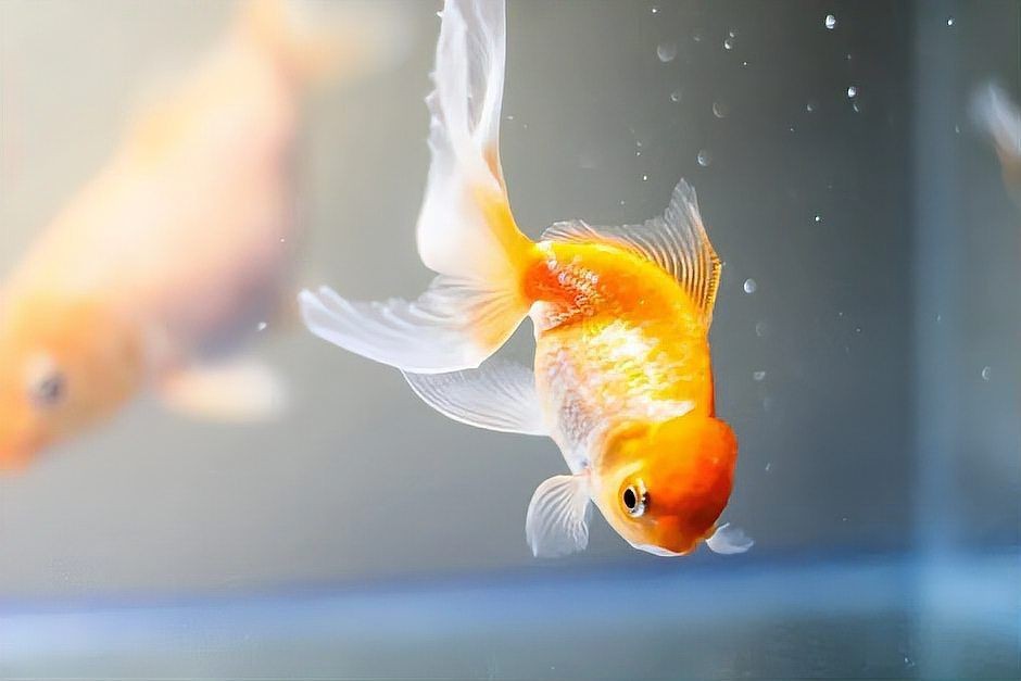 金魚身體腫脹,鱗片豎起來|金魚豎鱗病治療觀賞魚豎鱗病的3種方法,魚鱗片翹起來怎么回事