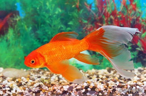1米2裸缸十大首選魚|1米2裸缸十大首選冷水魚千河水族裸缸十大首選魚種推薦 1米2裸缸十大首選魚|1米2裸缸十大首選冷水魚千河水族裸缸十大首選魚種推薦 龍魚論壇 第1張