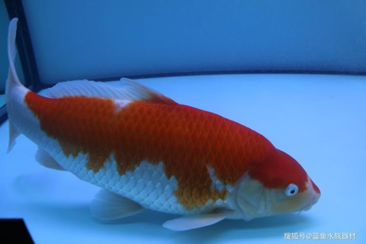 高端錦鯉圖片|【天價(jià)錦鯉御三家色系揭秘