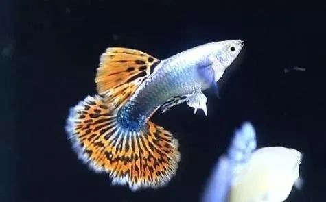 孔雀龍魚品種大全圖鑒|蘭提孔雀龍個人圖書館最美孔雀魚七大排行時髦微風(fēng)