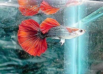 孔雀龍魚品種大全圖鑒|蘭提孔雀龍個人圖書館最美孔雀魚七大排行時髦微風(fēng)