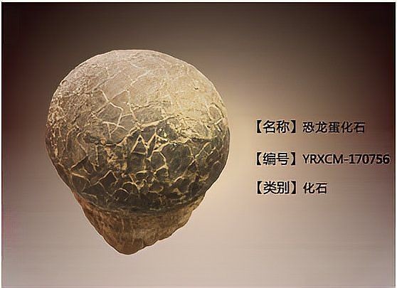 十大不值錢的恐龍蛋|恐龍蛋化石:收藏圈新貴身價大揭秘