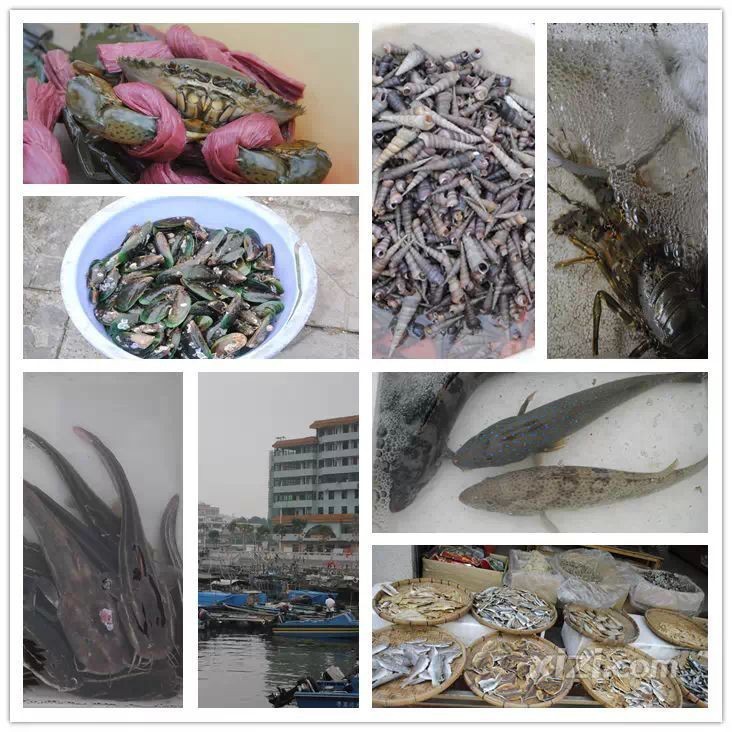 龍海哪里買海鮮便宜|安安willgo小日常島美漁港海鮮批發(fā)百度地圖