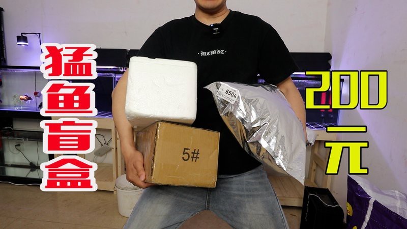 大嘴鯨多少錢|關于大嘴鯨的價格信息綜合不同來源可歸納如下 大嘴鯨多少錢|關于大嘴鯨的價格信息綜合不同來源可歸納如下 龍魚論壇 第3張
