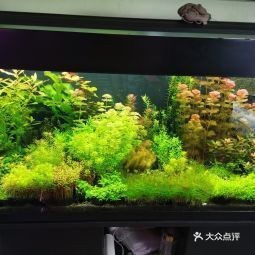 蓮池水族店|保定市蓮池區主要水族店綜合信息