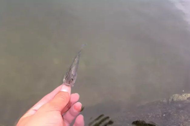 花鯽魚學名叫什么|關于“花鯽魚”的學名及相關信息