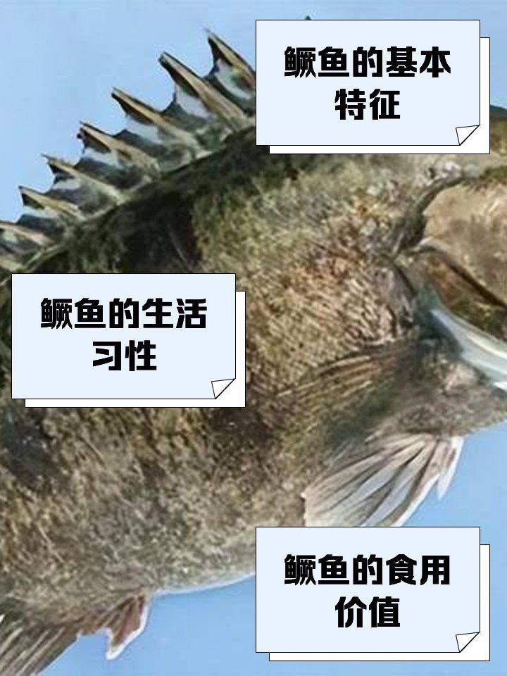 花鯽魚學名叫什么|關于“花鯽魚”的學名及相關信息