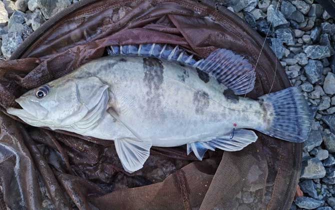 花鯽魚學名叫什么|關于“花鯽魚”的學名及相關信息