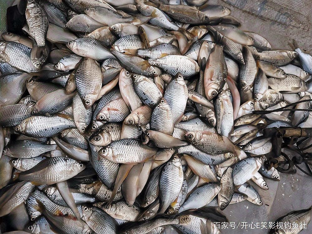 花鯽魚學名叫什么|關于“花鯽魚”的學名及相關信息