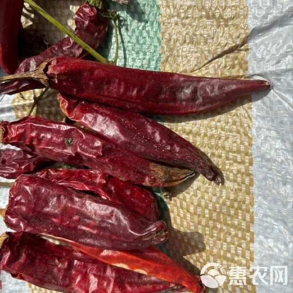 紅龍23辣椒今日新疆價格|截至2025年8月5日新疆紅龍23辣椒價格呈現區域性差異