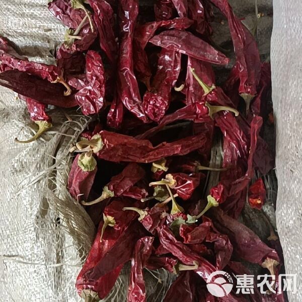 紅龍23辣椒今日新疆價格|截至2025年8月5日新疆紅龍23辣椒價格呈現區域性差異