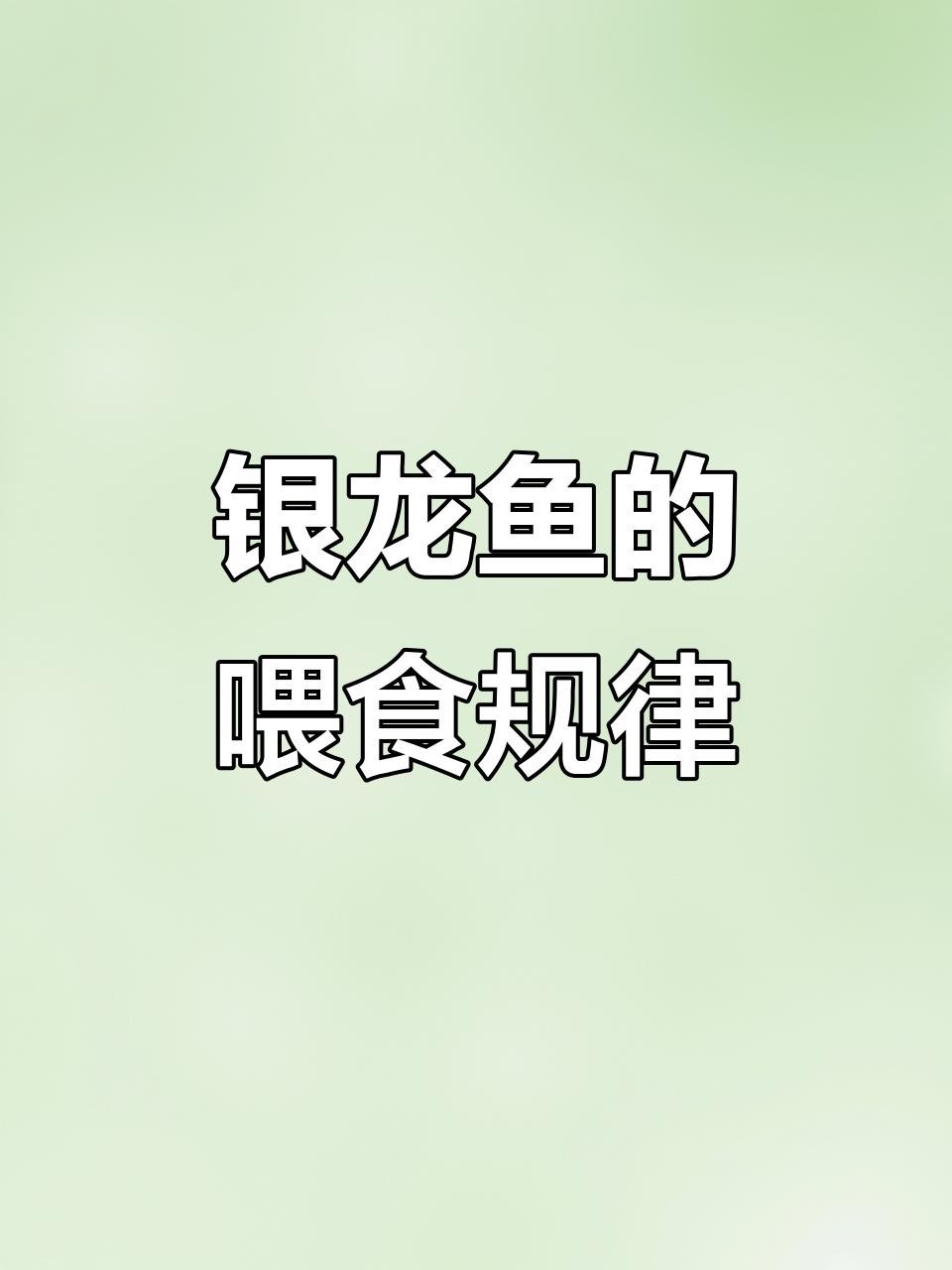 銀龍魚一天喂幾次最好？ 銀龍魚一天喂幾次最好？ 龍魚百科 第5張