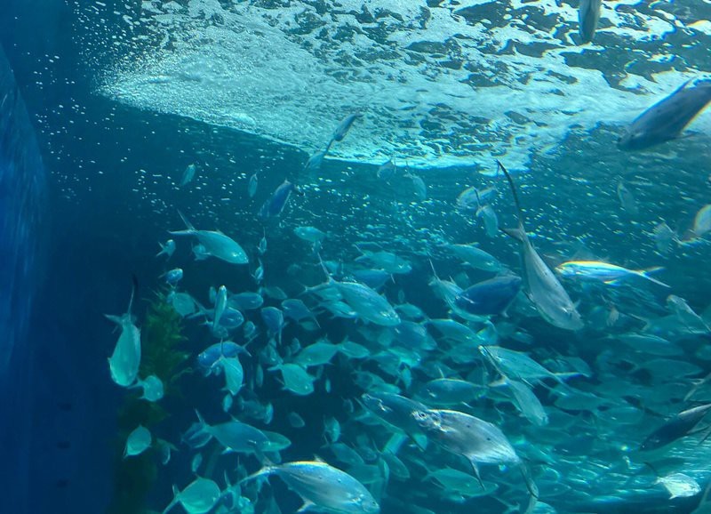 疏勒水族店|探秘疏勒水族館：藍色世界的奇妙邂逅