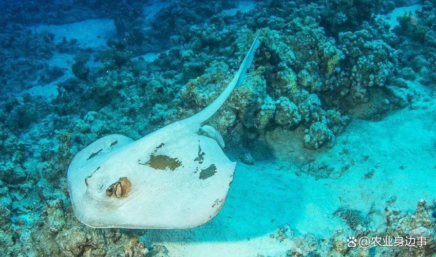 魟魚和鰩魚是一個東西嗎