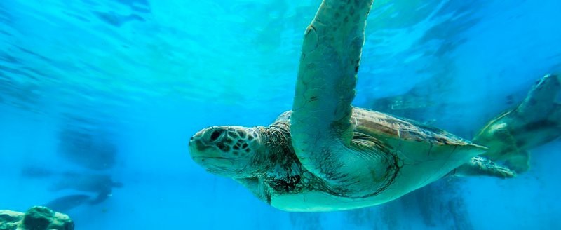 釣魚島水族店|沖繩dmm水族館