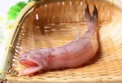 名字中帶龍的魚|名字中帶“龍”的魚類