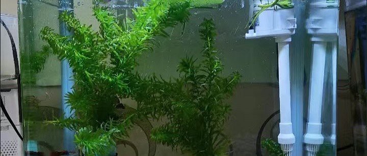 森森水族魚缸大全|森森魚缸水族箱:生態(tài)客廳:森森水族