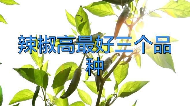 辣椒最好三個品種|什么辣椒最辣，什么辣椒香而不辣