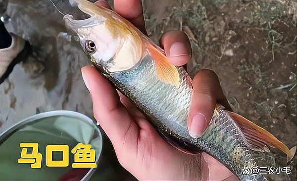 馬口魚能長多大|馬口魚最大能長多大
