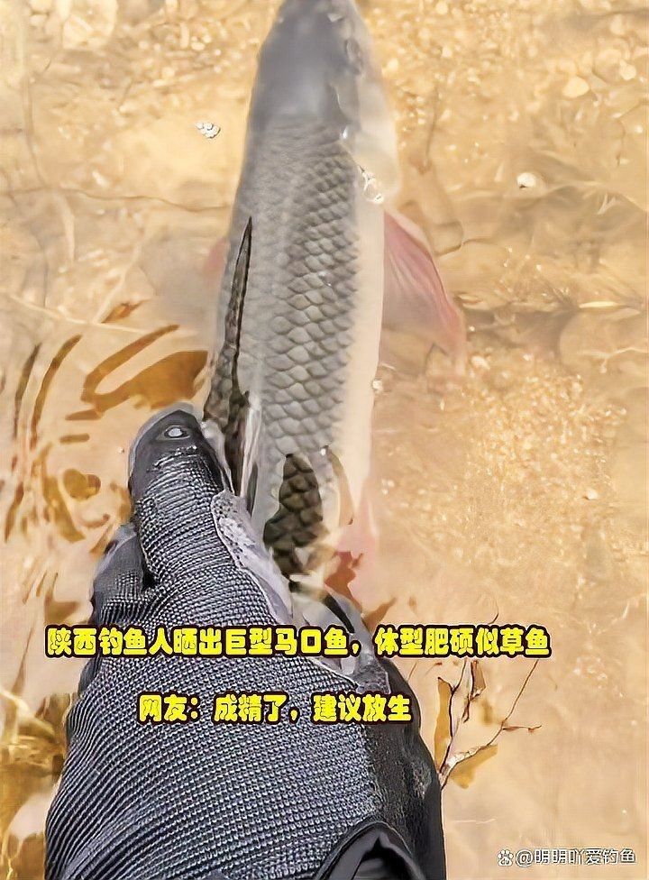 馬口魚能長多大|馬口魚最大能長多大