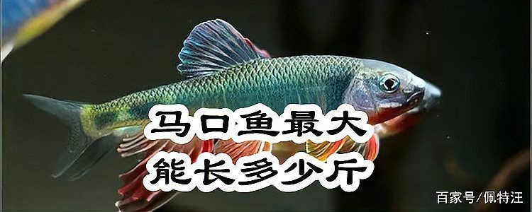 馬口魚能長多大|馬口魚最大能長多大