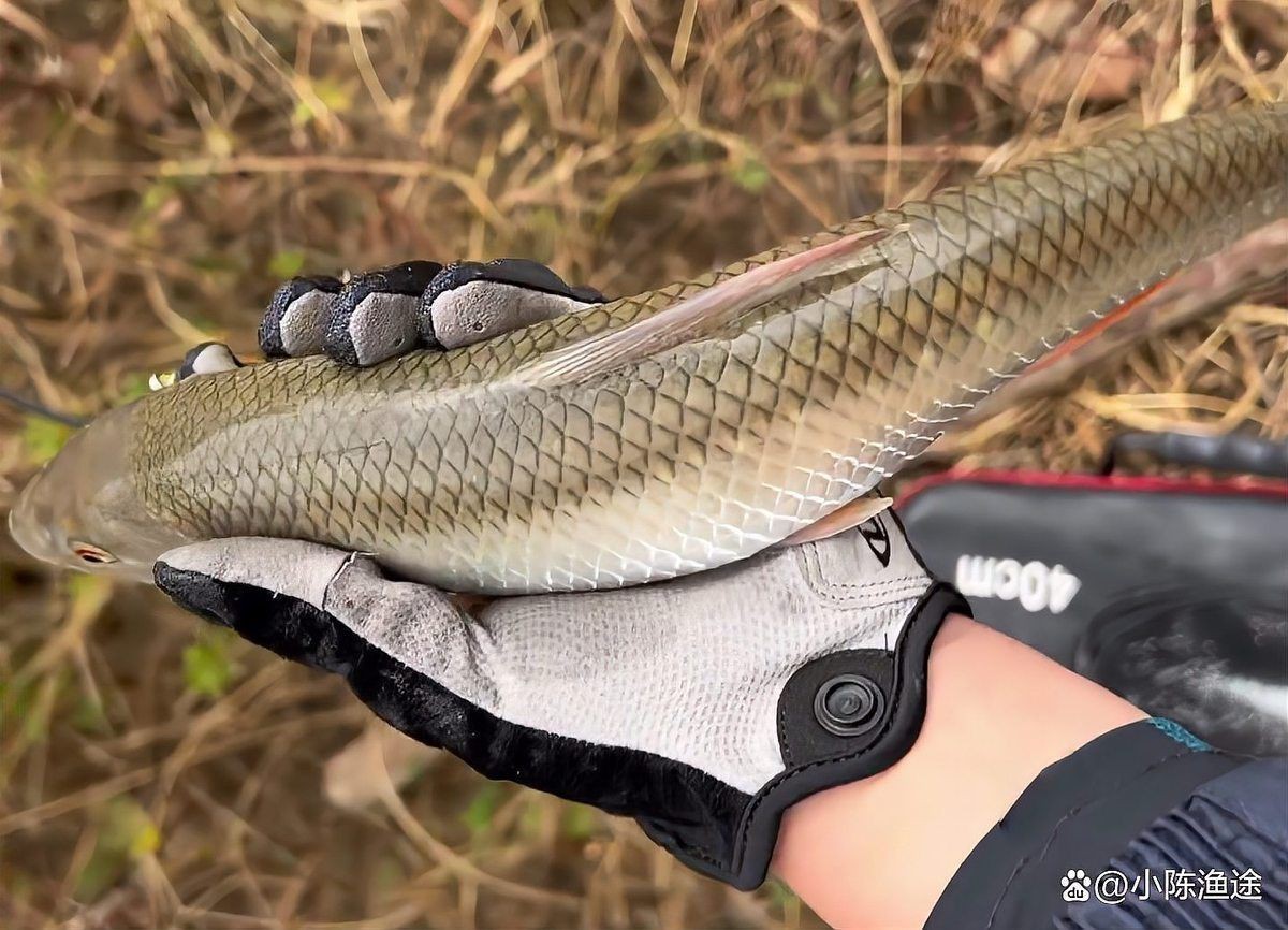 馬口魚能長多大|馬口魚最大能長多大