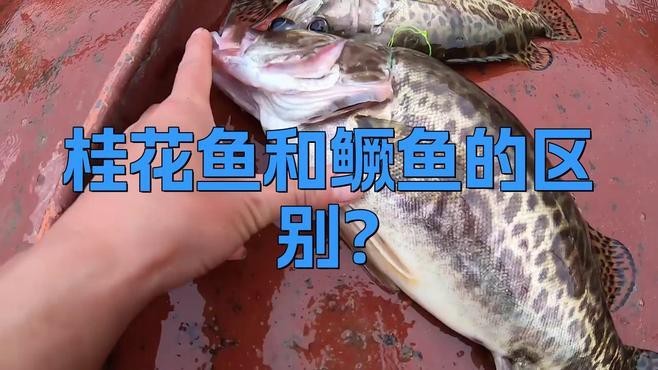 鱖魚和桂魚的區別|鱖魚與桂魚的區別