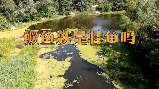 鱖魚和桂魚的區別|鱖魚與桂魚的區別