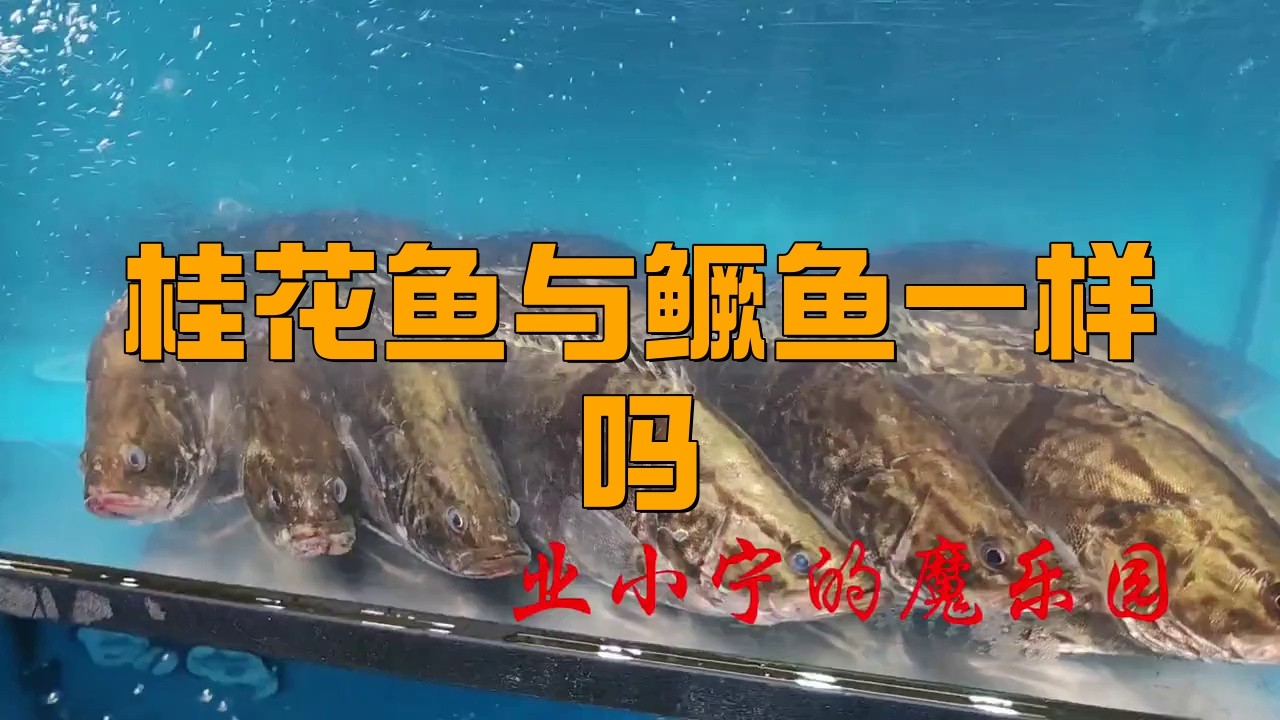 鱖魚和桂魚的區別|鱖魚與桂魚的區別