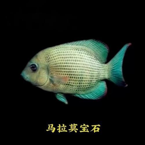 馬拉莫寶石魚圖片|馬拉莫寶石魚 馬拉莫寶石魚圖片|馬拉莫寶石魚 龍魚百科 第3張