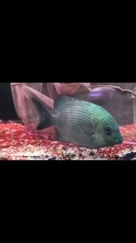 馬拉莫寶石魚圖片|馬拉莫寶石魚 馬拉莫寶石魚圖片|馬拉莫寶石魚 龍魚百科 第2張