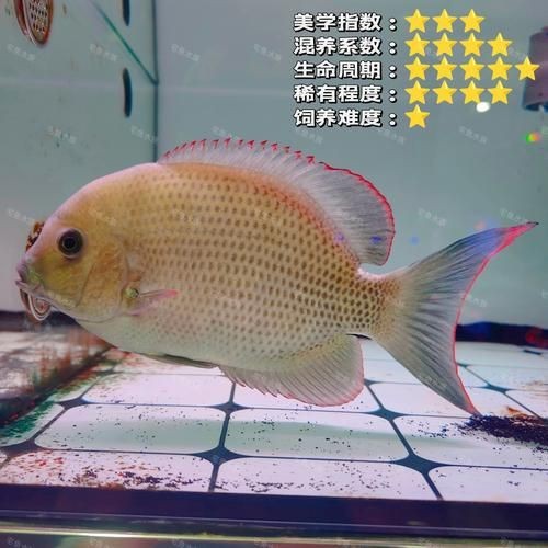 馬拉莫寶石魚圖片|馬拉莫寶石魚 馬拉莫寶石魚圖片|馬拉莫寶石魚 龍魚百科 第1張